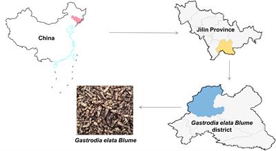 Decrease in beneficial bacteria and increase in harmful bacteria in Gastrodia seedlings and their surrounding soil are mainly responsible for degradation of Gastrodia asexual propagation